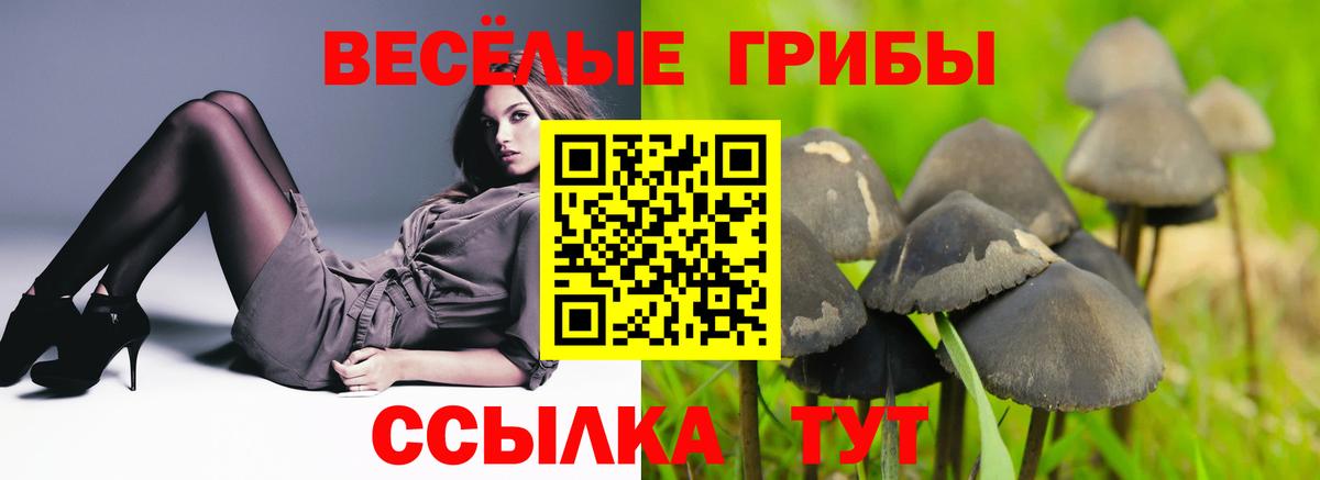где найти наркотики  Вход с VPN  Шатура  Псилоцибиновые грибы Psilocybine cubensis 